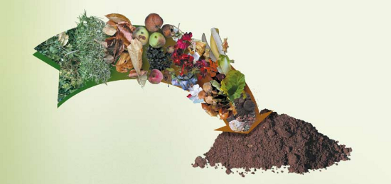 "Круговорот растений в природе" - компост