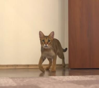 Кошка породы Чаузи