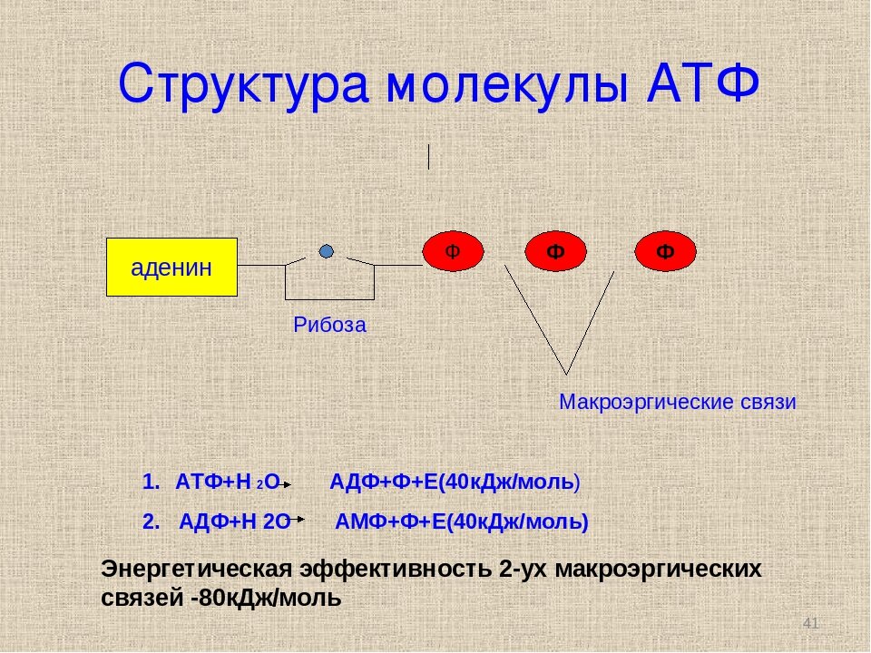 Аденин рибоза три. Схема строения АТФ. Строение молекулы АТФ. Схема молекулы АТФ. Структура молекулы АТФ.