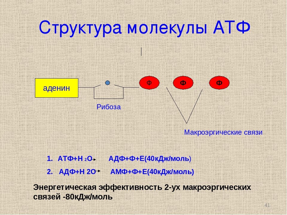 Атф состав элементы