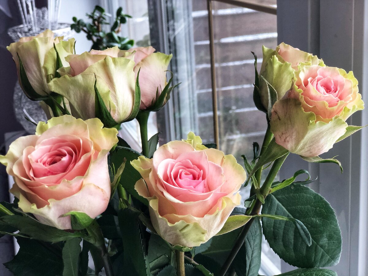 В нашем доме всегда цветы!