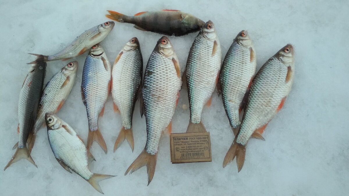 Глухозимье