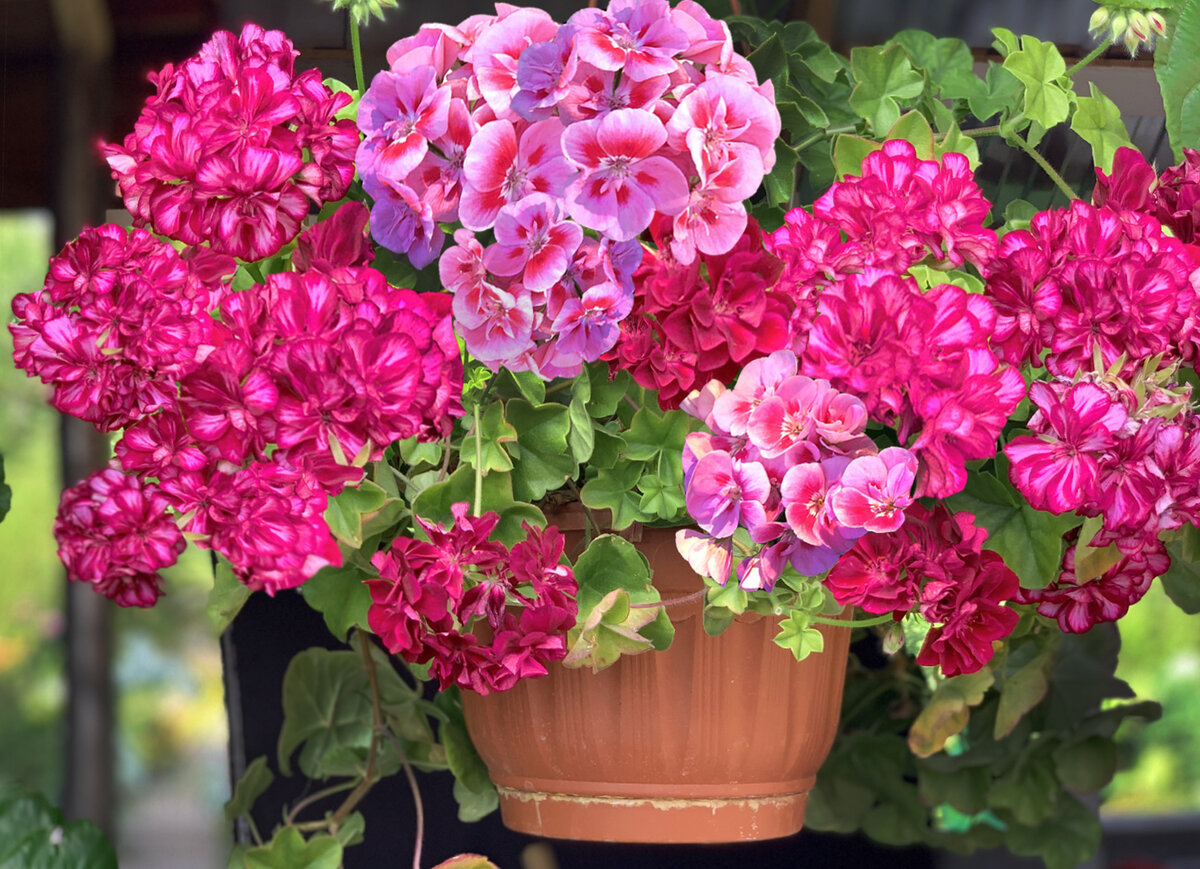 Pelargoniа ray big Wall цветы