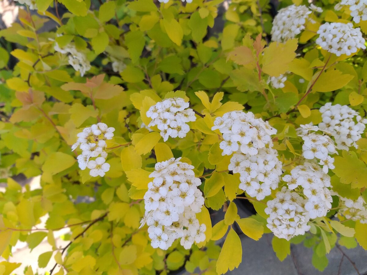 Спирея голд фонтейн. Спирея Вангутта Голд Фонтейн. Spiraea vanhouttei 'Gold Fountain'. Спирея Вангутта Голд фонтан.