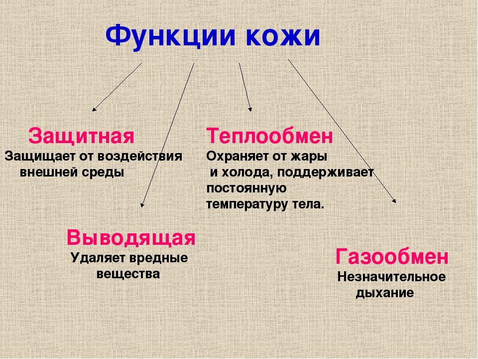 Кожа: строение и функции