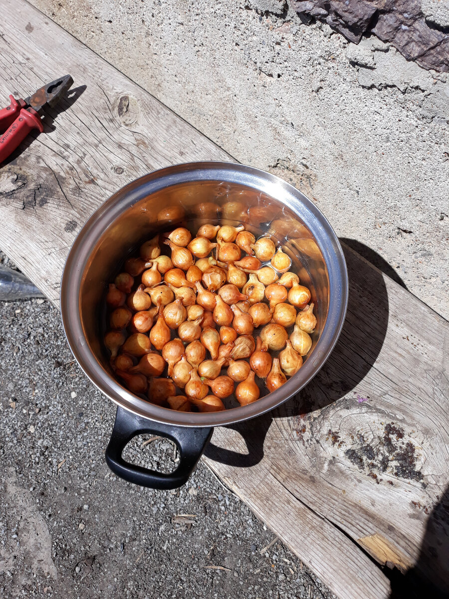 Замочила лук