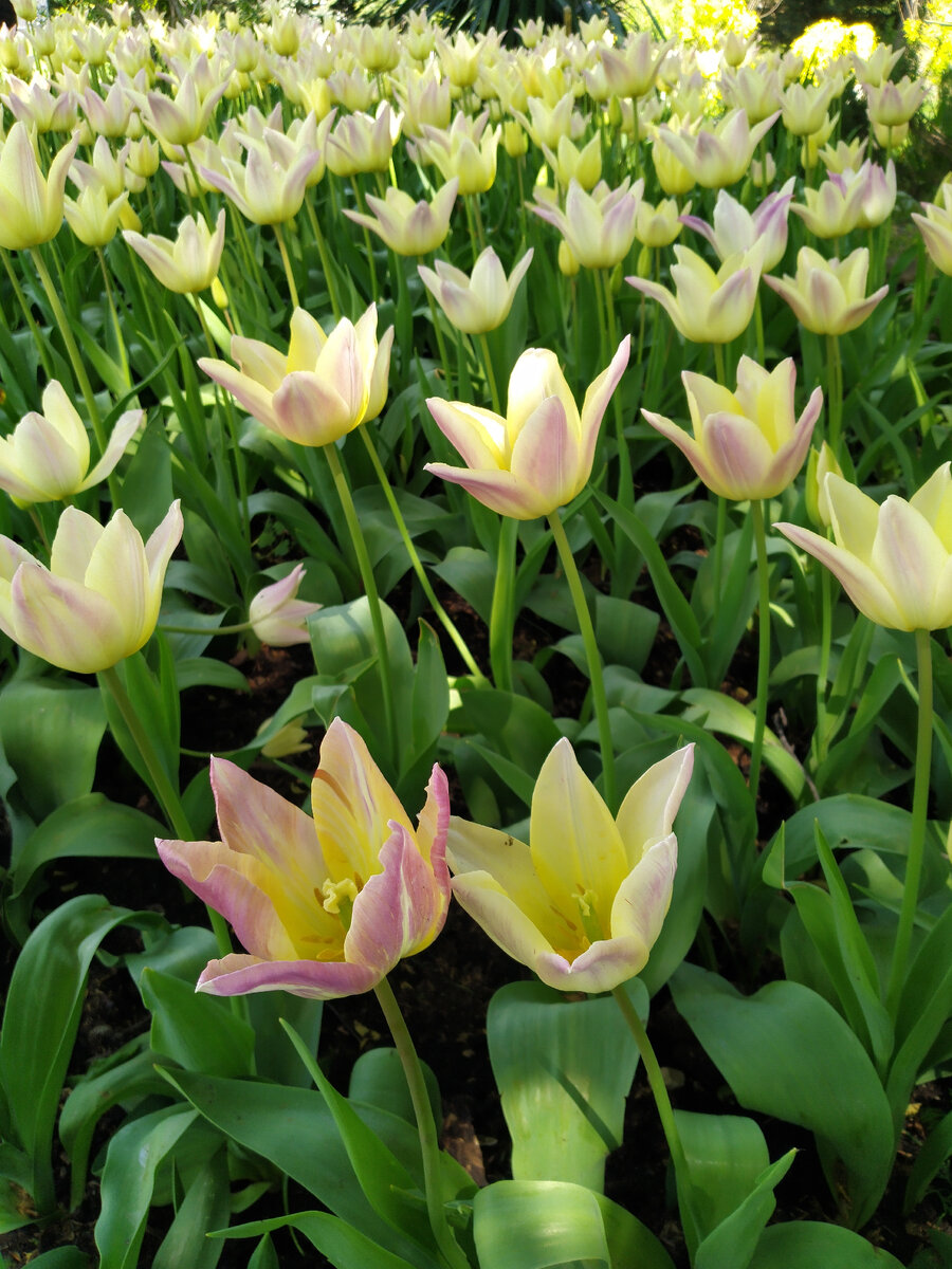 В этом году очень нежные цветы.