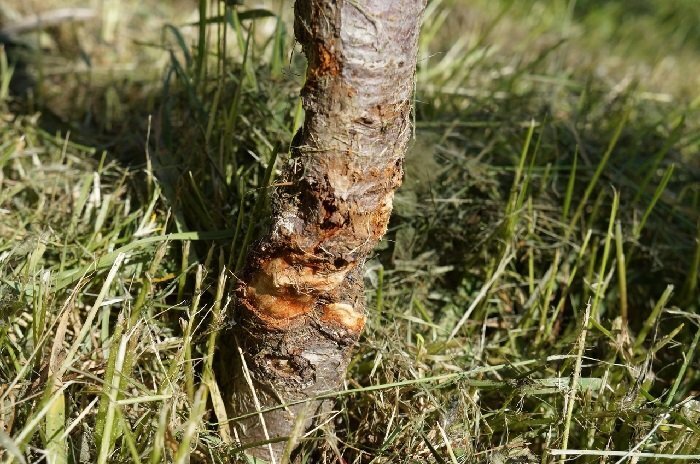 Поврежденный рабочими ствол дерева. Источник: ВК-группа "Живой город"