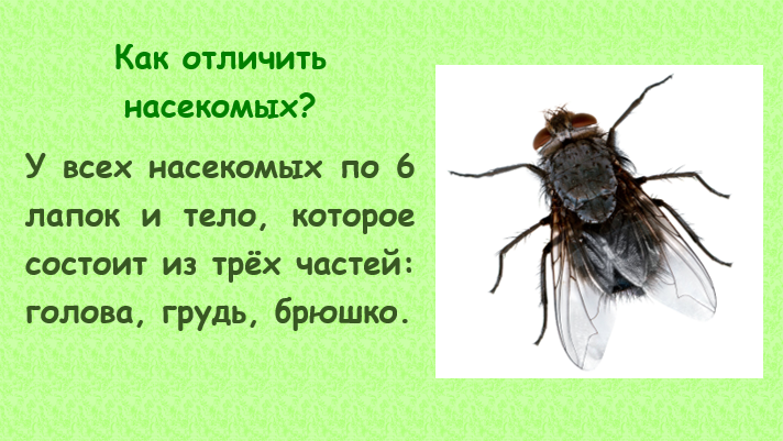 Здравствуйте, дорогие родители!😃 Данная статья поможет Вам организовать домашнюю работу по развитию речи ребёнка 5-7 лет. Здесь Вы найдёте самую полную подборку материала по теме "Насекомые".-3