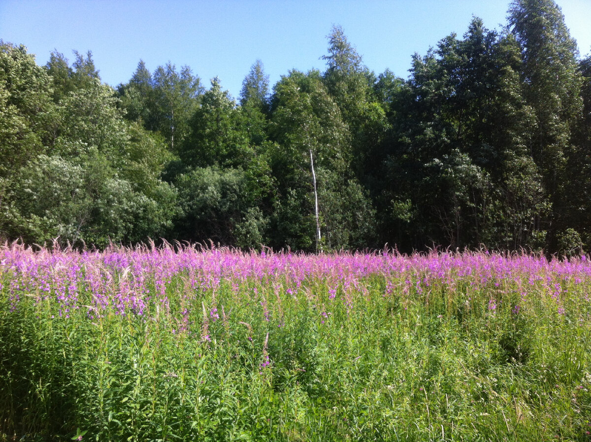Здесь мы и собираем Иван-чай