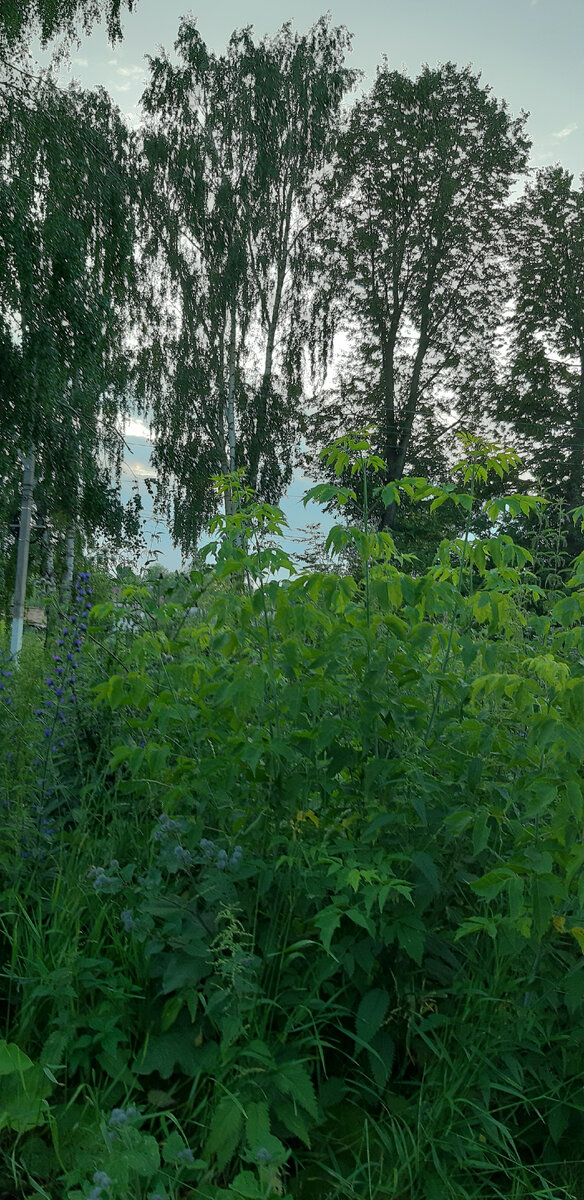 Просто так. Лопухи, крапива и березы...