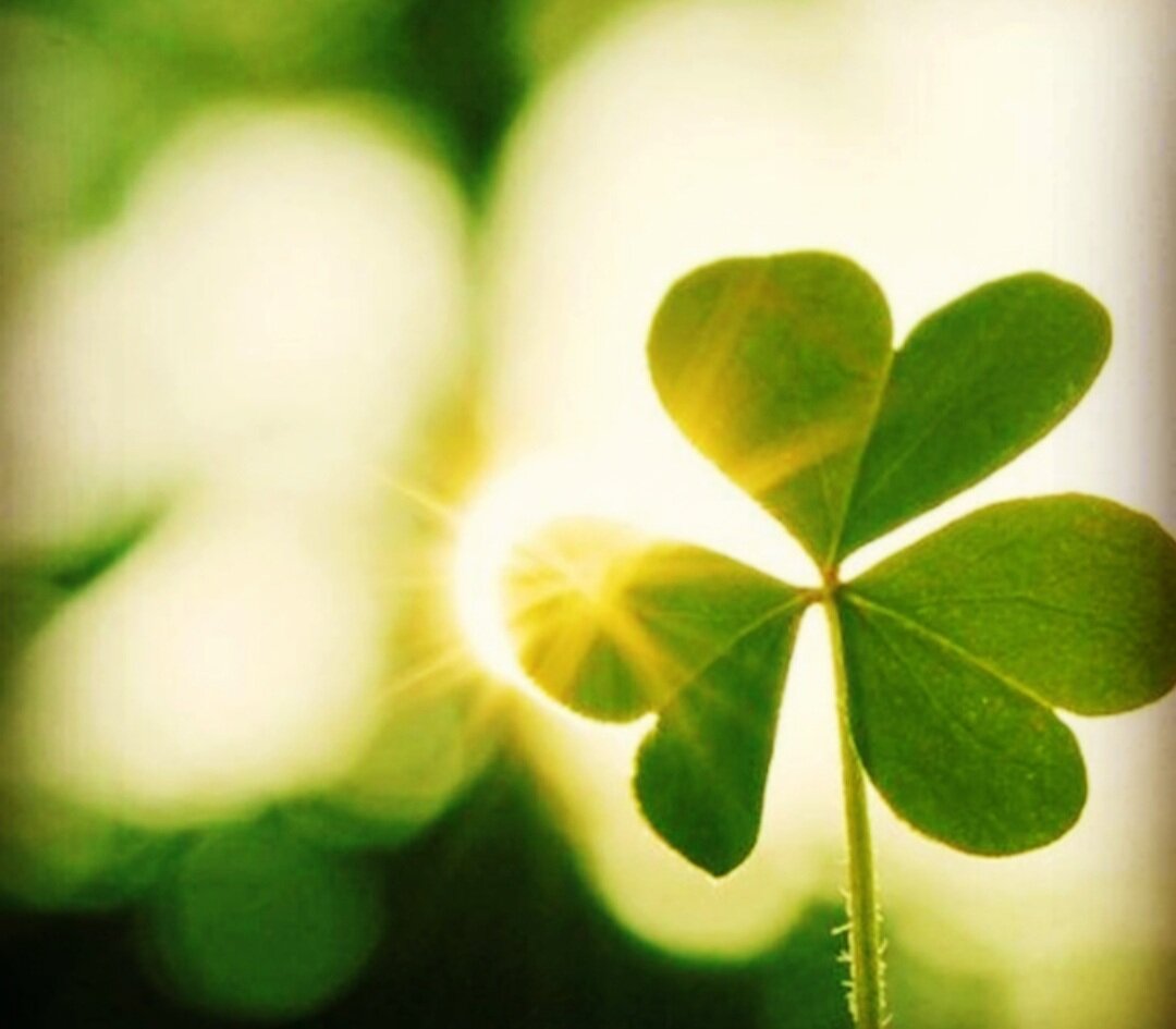 Цвет притягивающий удачу. Четырёхлистный Клевер символ удачи. Зеленый Клевер четырехлистный. Ирландский Клевер четырехлистный. Клевер четырехлистник символ удачи.