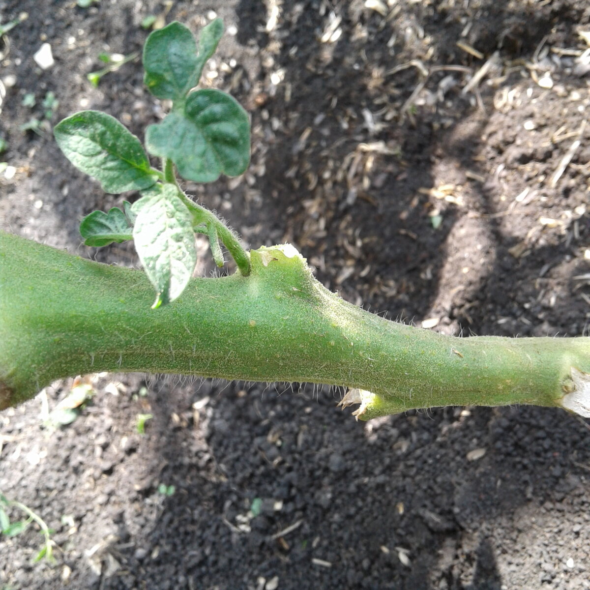 Уже не первый раз на этом узле вырастает пасынок