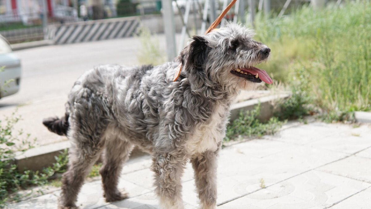 Леди-Лохматуша до сих пор ище семью