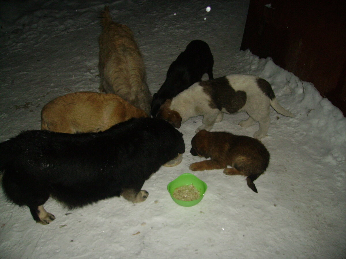 В каждом дворе  есть бабушка, которая кормит собачек на свои средства