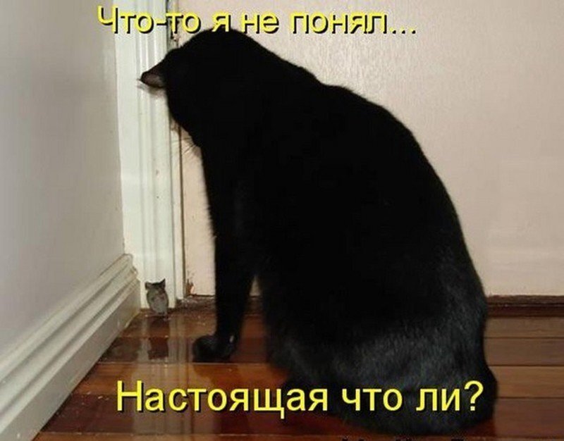 Сейчас в угол пойдешь. Кот в углу. Кошка загнанная в угол. Кота поставили в угол. Кот загнанный в угол.