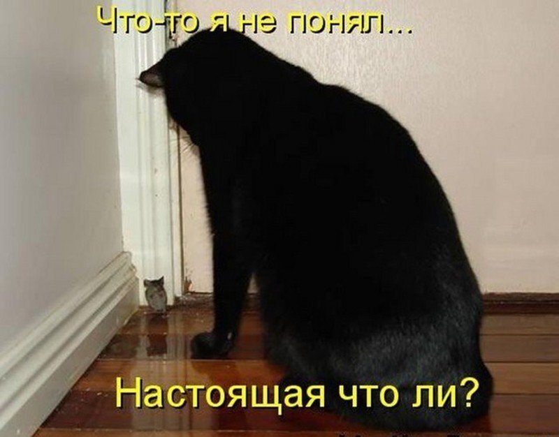 Кот забивается в угол