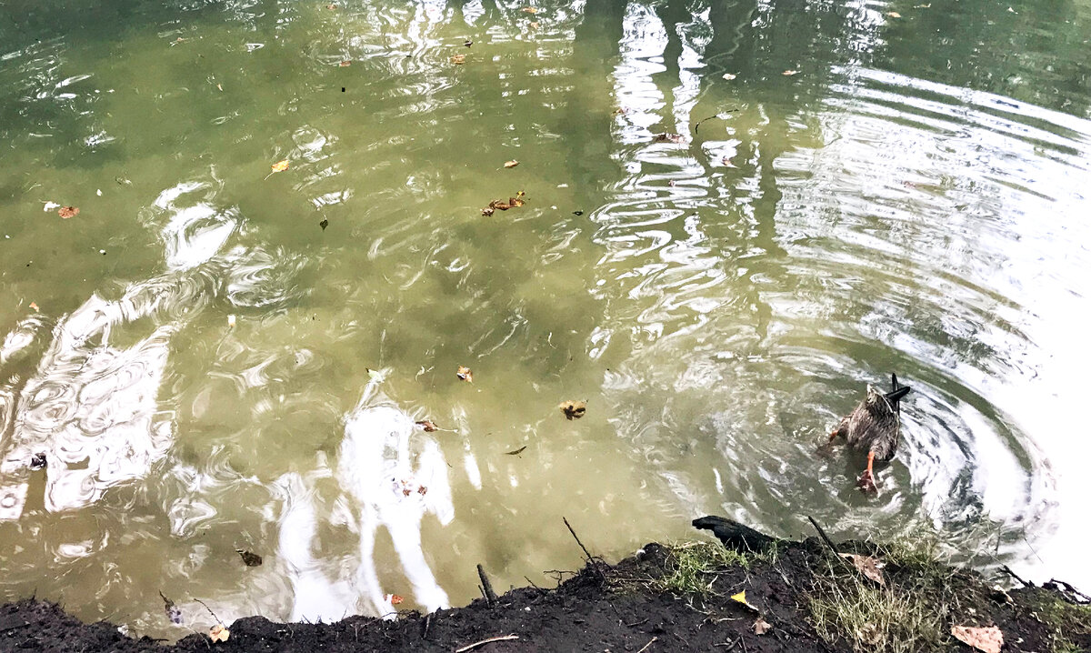 Утка добывает еду