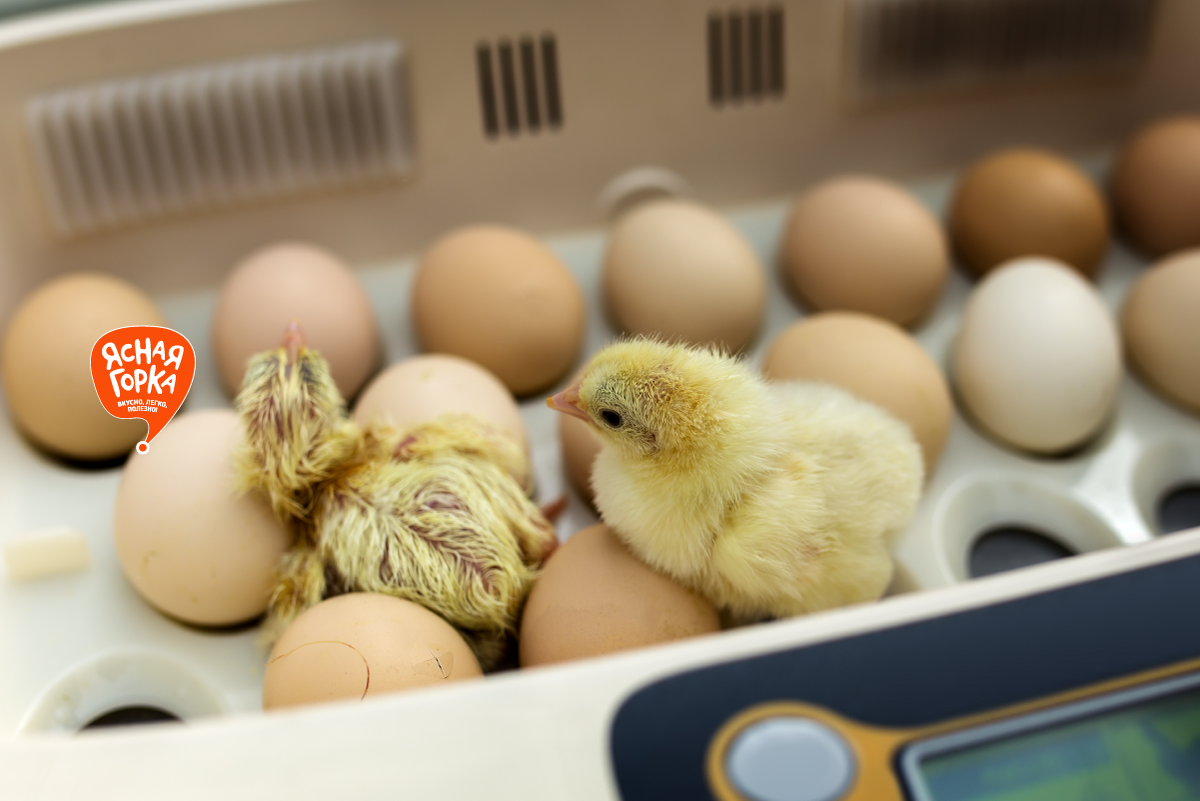 Питание цыплят на производстве "Ясной горки"