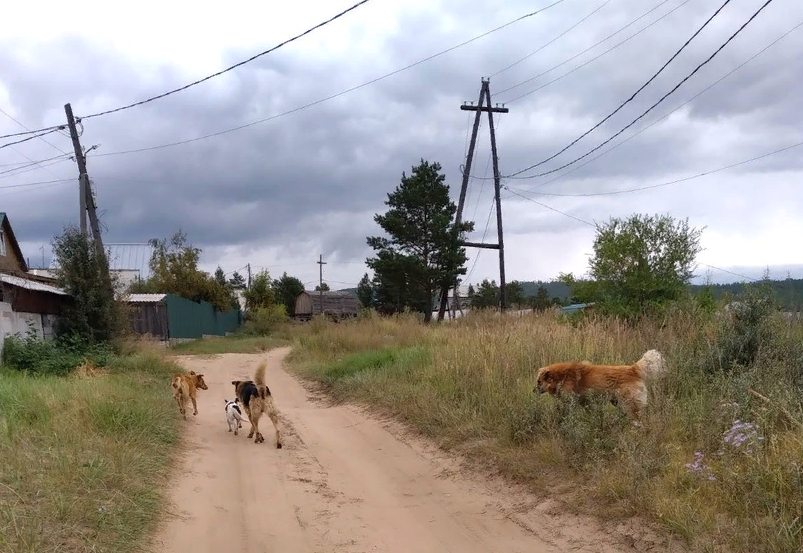 На самовыгуле