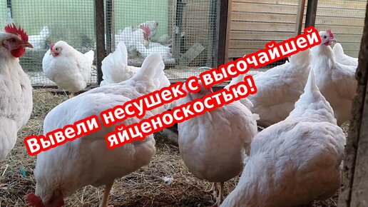 Уникальные несушки с высочайшей яйценоскостью - Декалб Уран