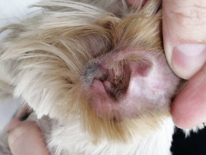 Отит у той же собаки