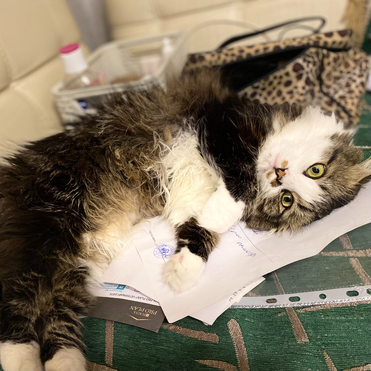 Оказывается, не все "вискасы" одинаково полезны