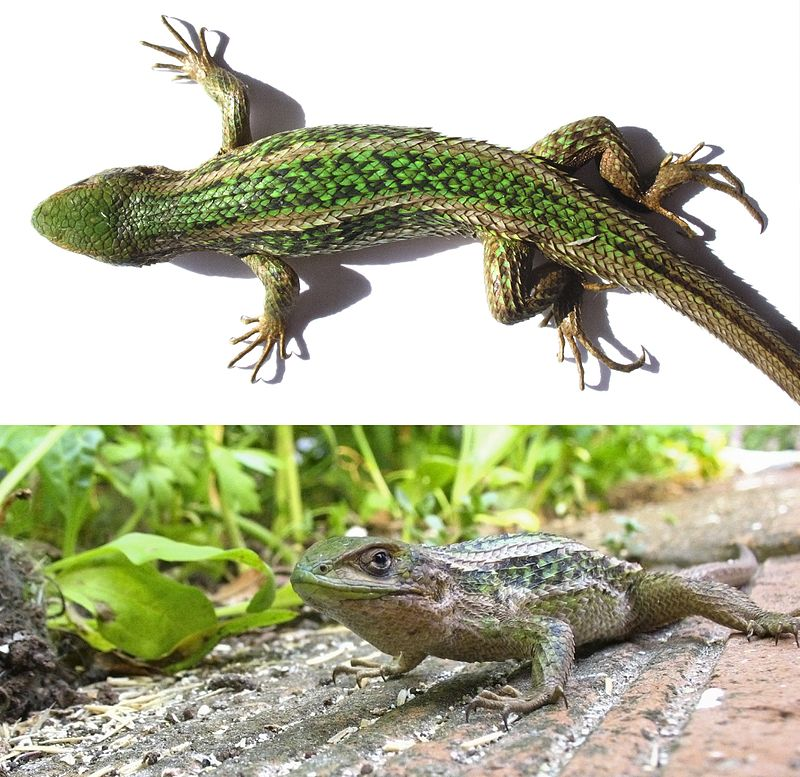 Чилийский лиолемус