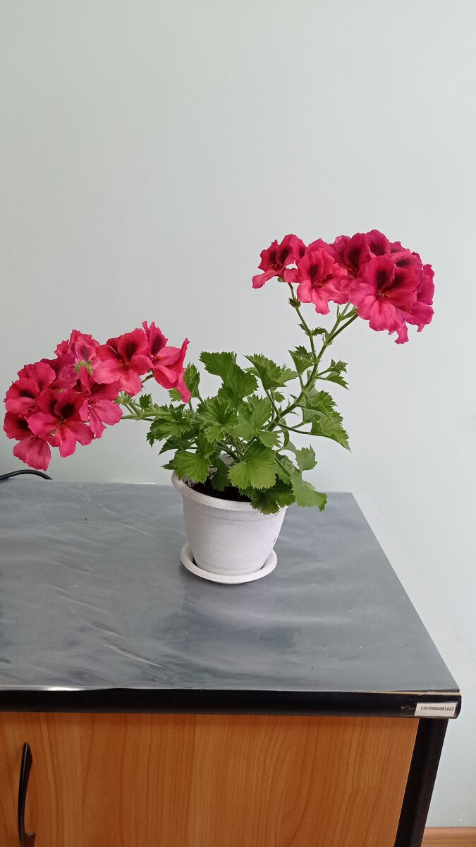 Королевская пеларгония Red Dark из черенка