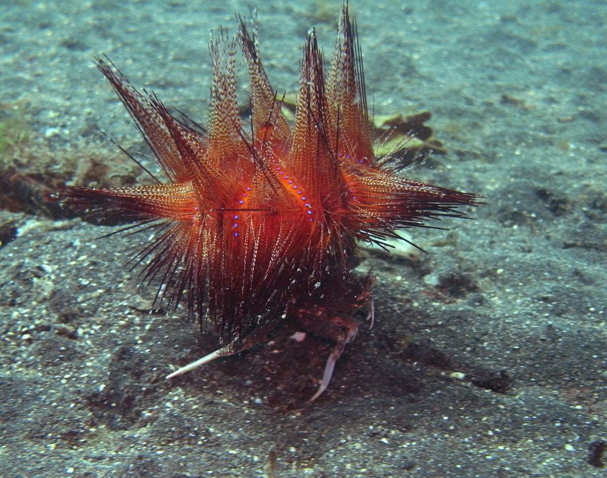 Краб-дориппе