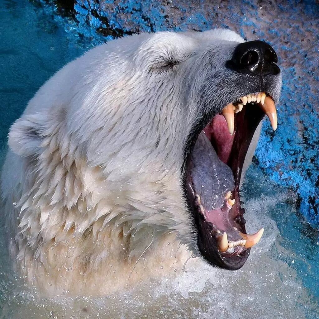 Полярный медведь