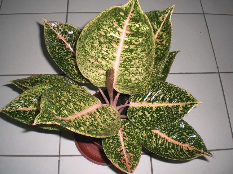 Aglaonema Shinta