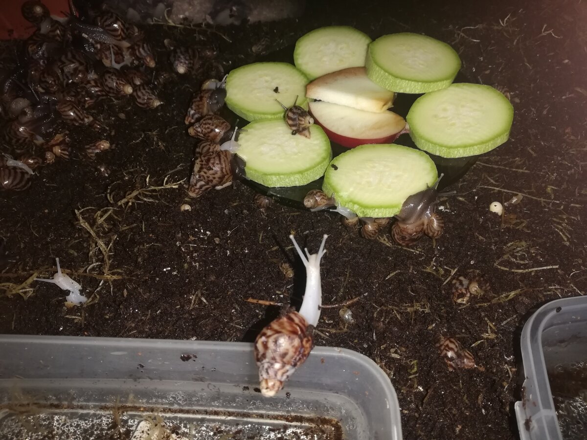 Так вкусно пахнет. Любимое лакомство улиток Ахатина. 