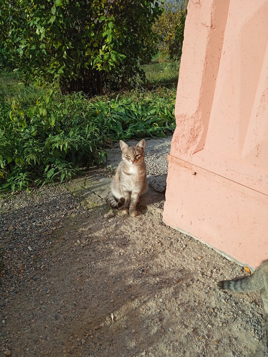 Пеструшка. Тут выглядит "шпротой", но на спине у неё заметные рыжие вкрапления. 