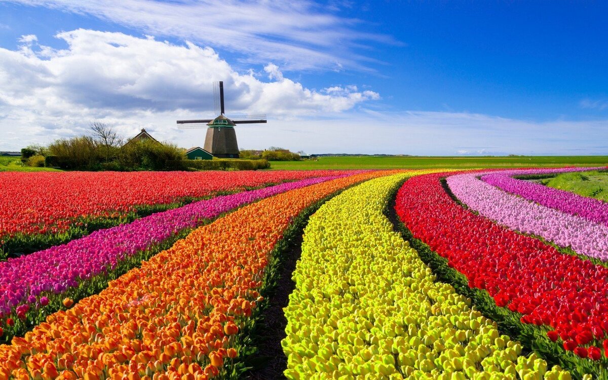 Где тюльпановые поля. Тюльпановые поля в Голландии. Голландия тюльпановые поля мельница. Тюльпановые плантации в Голландии. Амстердам тюльпановые поля.