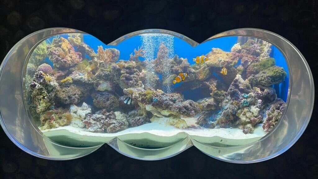     В Ростовском-на-Дону зоопарке обустроили морской аквариум с обитателями Красного моря.