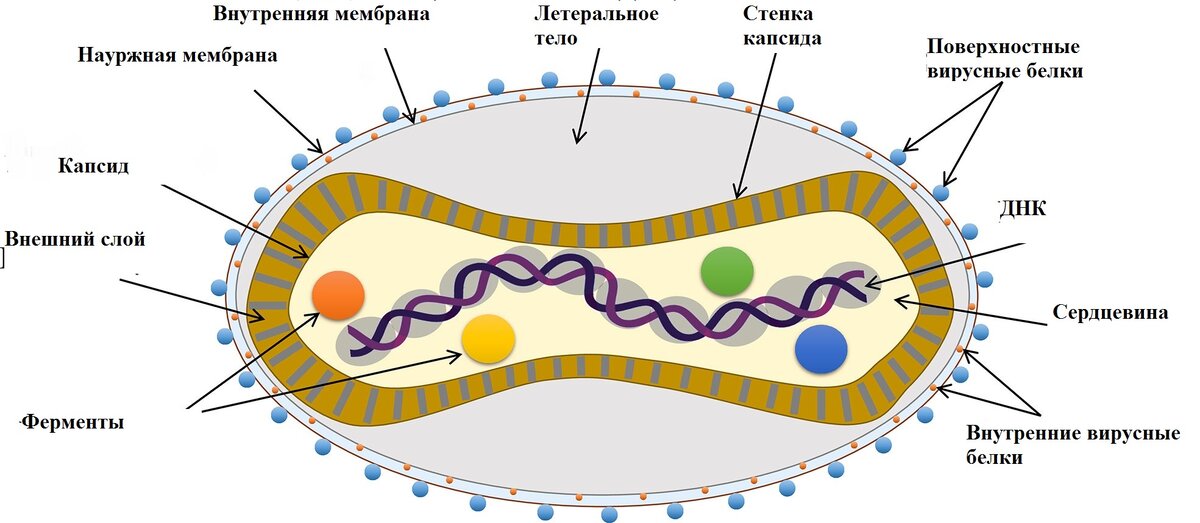 Рисунок 2. Строение вируса обезьяньей оспы. 