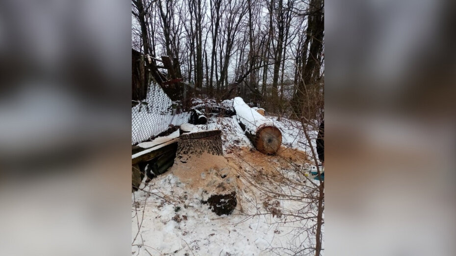    Автор фото: управление лесного хозяйства Воронежской области