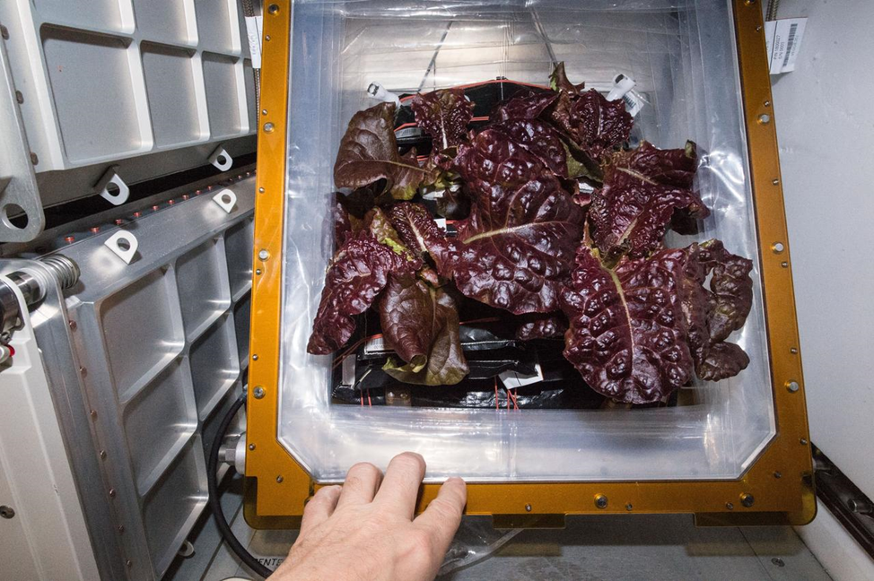 Листья салата, выращенные на станции в оранжерее Veggie. Фото: nasa.blog.com