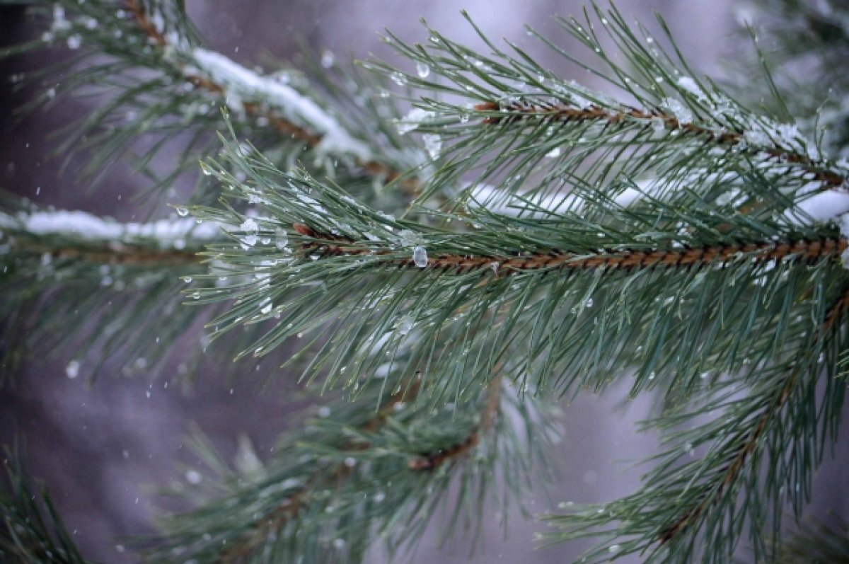    В Новосибирске на День святого Валентина ожидается похолодание