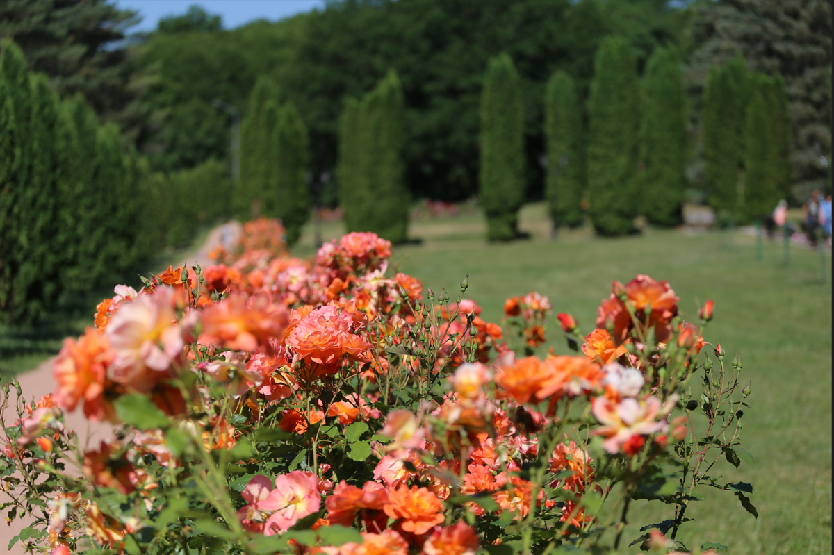 Розы сорта Вестерланд на фоне туевой аллеи