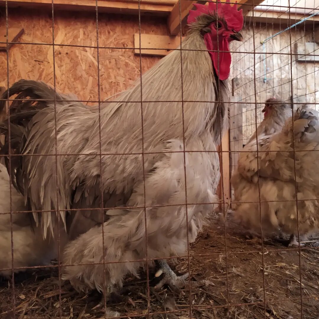 Орпингтоны лавандового окраса.