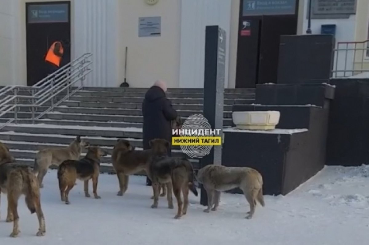    Огромная стая бездомных собак пугает жителей и гостей Нижнего Тагила