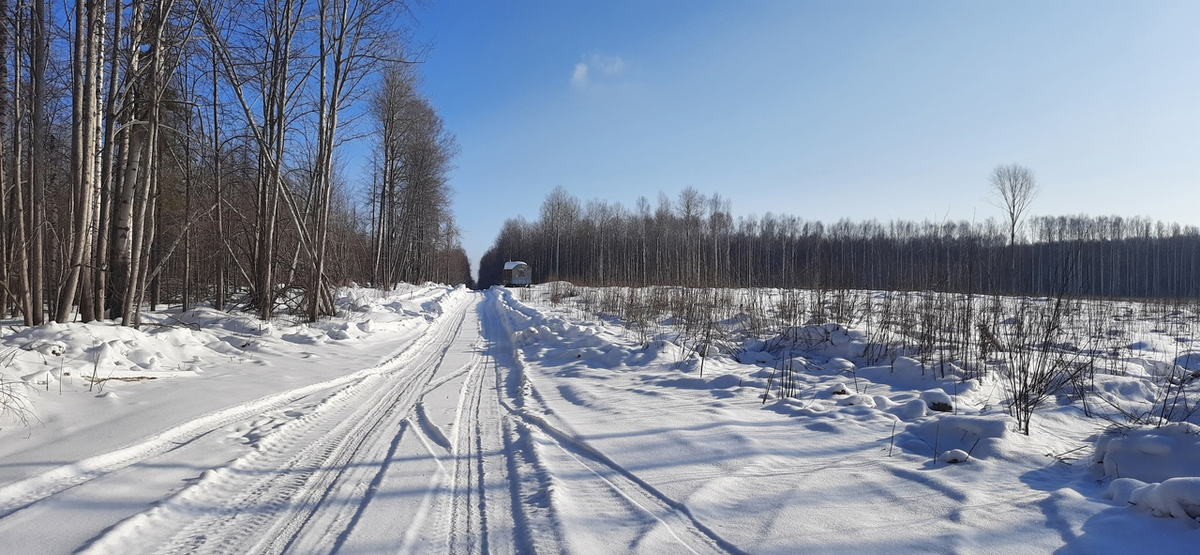 Чем дальше в лес, тем больше делянки вырубленного леса. Порой такое впечатление, что готовили поля под посев.