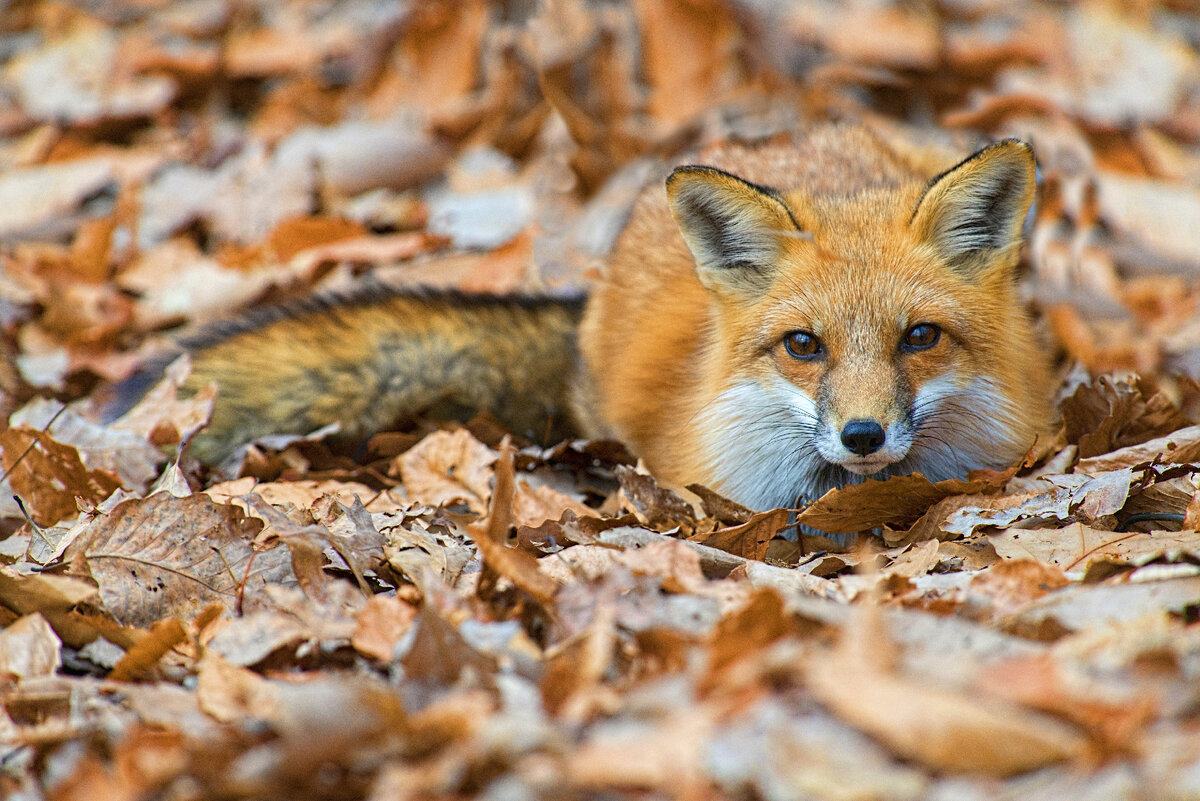 https://ru.freepik.com/free-photo/closeup-shot-of-a-cute-fox-lying-on-the-ground-with-fallen-autumn-leaves_13499671.htm#query=%D0%BB%D0%B8%D1%81%D0%B0&position=1&from_view=search&track=sph