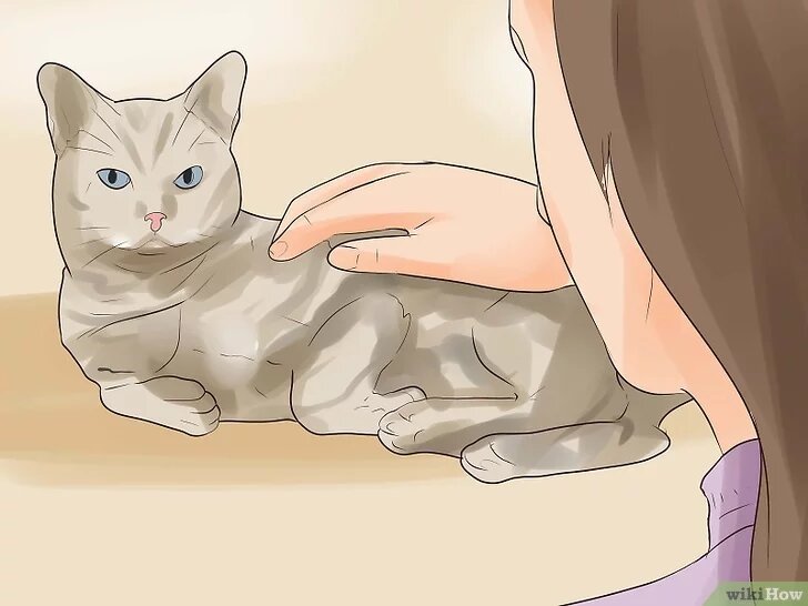 1Проследите за пульсом животного. Пониженная частота свидетельствует о том, что кошка слабеет и скоро умрет. Сердце здорового животного бьется с частотой 140–220 ударов в минуту. Пульс серьезно больной или ослабевшей кошки может значительно уменьшиться, что указывает на приближение смерти.[1] Частоту сердцебиений кошки можно измерить следующим образом:Положите руку на левый бок животного сразу позади его передней лапы.
При помощи секундомера либо смартфона посчитайте количество ударов в течение 15 секунд.
Умножьте полученное число на четыре, найдя таким образом количество ударов за минуту. Оцените результат — соответствует ли он нормальному уровню или нет.
У слишком ослабевшего животного также падает кровяное давление, однако, чтобы его измерить, необходимо специальное оборудование.
