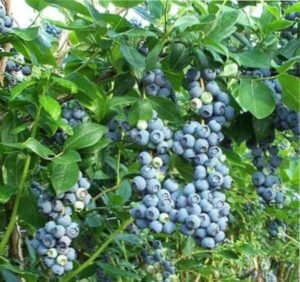 сорта садовой голубики