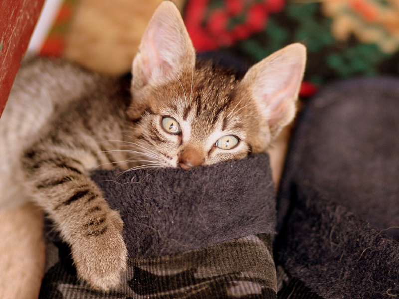 Фото из Интернета.