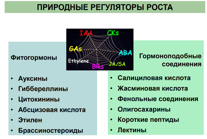 Гормоноподобные вещества презентация