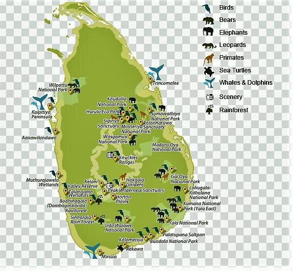 Какое бы побережье Шри Ланки вы не выбрали для отдыха на острове, вряд ли вы пропустите шанс съездить на сафари, чтобы посмотреть, как себя ведут животные в естественных природных условиях.-2